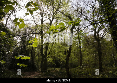 The Pinewoods (Woodland Trust), Woodhall Spa, Lincolnshire, England Stock Photo