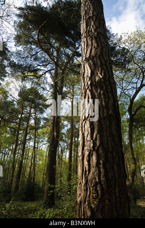 Scots Pine in The Pinewoods (Woodland Trust), Woodhall Spa, Lincolnshire, England Stock Photo