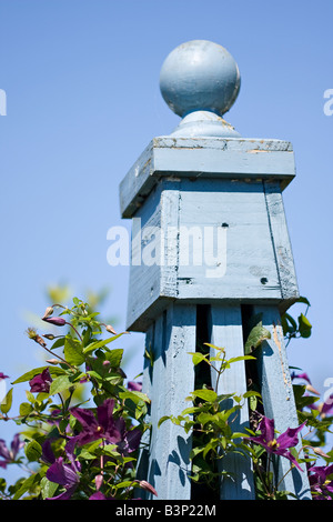 Blue painted wooden garden obelisk with purple clematis climbing through it Stock Photo