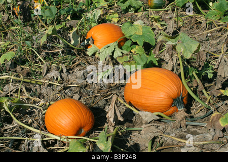 Pumpkins in garden Eastern USA Stock Photo