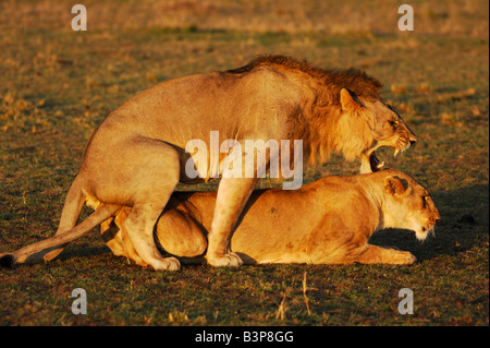 African Lion Panthera leo pair mating Masai Mara Kenya Africa Stock Photo