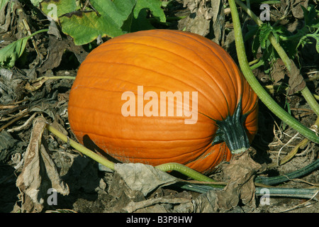 Pumpkin in garden Eastern USA Stock Photo