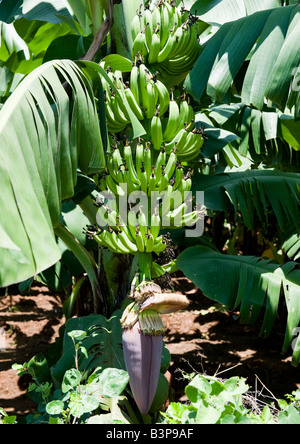 View of a banana tree showing the growth of bunches of bananas on its stem with its flower getting ready for cultivation. Stock Photo