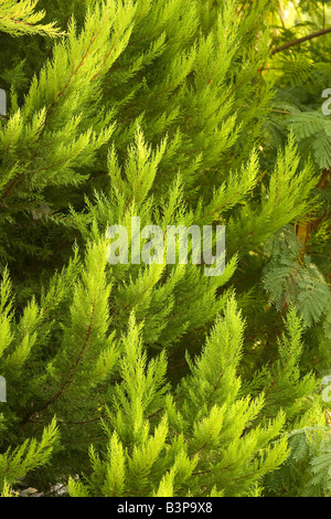 Turkey Tree Stock Photo