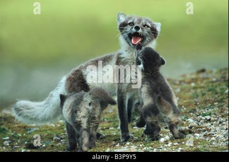 Arctic fox Vulpes lagopus adult with young Svalbard Norway Arctic Stock Photo