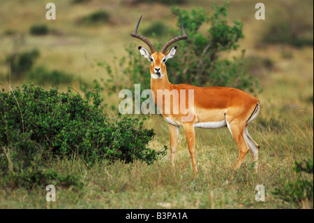 Impala Aepyceros melampus male Masai Mara Kenya Africa Stock Photo