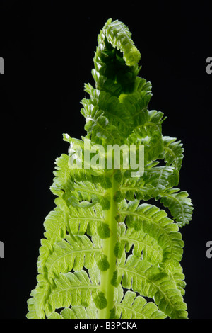 Fern (Matteuccia struthiopteris), close up Stock Photo