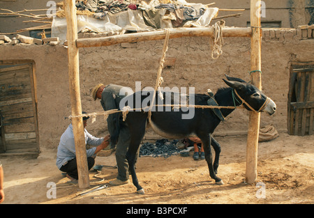 China, Xinjiang Uigur Autonomous Region, Kashgar. A donkey is restrained as it is shod in Kashgar's old quarter Stock Photo