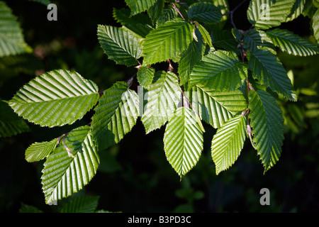 Hornbeam (Carpinus betulus), leaves, close-up Stock Photo