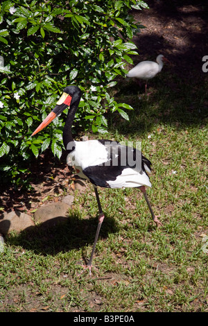 Captive saddle bill stork Ephippiorhynchus senegalensis Stock Photo