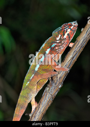 Eastern Madagascar, Mandraka. A colourful furcifer sp. chameleon. Madagascar is synonymous with these magnificent old world reptiles. Two-thirds of all known species are native to the island, the fourth largest in the world. A chameleon's ability to change colour and swivel its eyes 180 degrees makes it a reptile of considerable fascination.Malagasy people will only point to a chameleon with a knuckle. If they inadvertently use an outstretched finger, they must blow on it afterwards. Stock Photo