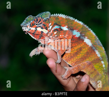 Eastern Madagascar, Mandraka. A colourful furcifer sp. chameleon. Madagascar is synonymous with these magnificent old world reptiles. Two-thirds of all known species are native to the island, the fourth largest in the world. A chameleon's ability to change colour and swivel its eyes 180 degrees makes it a reptile of considerable fascination.Malagasy people will only point to a chameleon with a knuckle. If they inadvertently use an outstretched finger, they must blow on it afterwards. Stock Photo