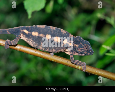 Eastern Madagascar, Mandraka. A furcifer sp. chameleon. Madagascar is synonymous with these magnificent old world reptiles. Two-thirds of all known species are native to the island, the fourth largest in the world. A chameleon's ability to change colour and swivel its eyes 180 degrees makes it a reptile of considerable fascination.Malagasy people will only point to a chameleon with a knuckle. If they inadvertently use an outstretched finger, they must blow on it afterwards. Stock Photo