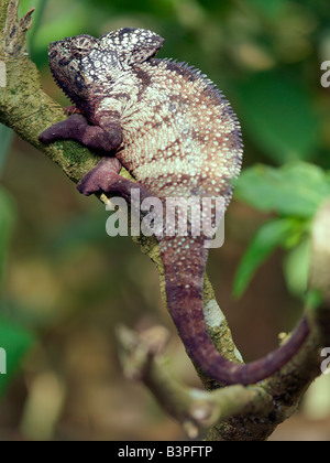 Eastern Madagascar, Mandraka. A giant oustaleti sp. chameleon. Madagascar is synonymous with these magnificent old world reptiles. Two-thirds of all known species are native to the island, the fourth largest in the world. A chameleon's ability to change colour and swivel its eyes 180 degrees makes it a reptile of considerable fascination.Malagasy people will only point to a chameleon with a knuckle. If they inadvertently use an outstretched finger, they must blow on it afterwards. Stock Photo