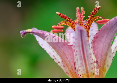 Looking, from the side, at a toad lily (Tricyrtis hirta) which is accented by the beautiful green foliage. Stock Photo