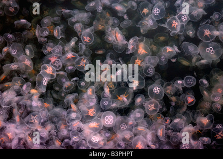 Mass of Crystal Jellyfish or Moon Jellyfish (Aurelia aurita), Kiel Fjord, Germany, Europe