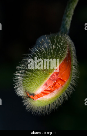 Macro image of an Oriental Poppy bud. Stock Photo