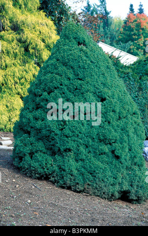 Picea glauca 'Albertiana Conica' Stock Photo