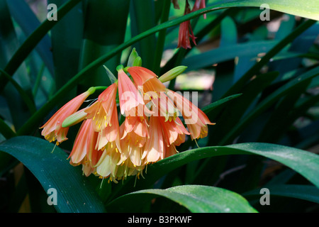 Clivia x cyrtanthiflora Stock Photo