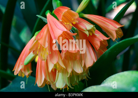 Clivia x cyrtanthiflora Stock Photo