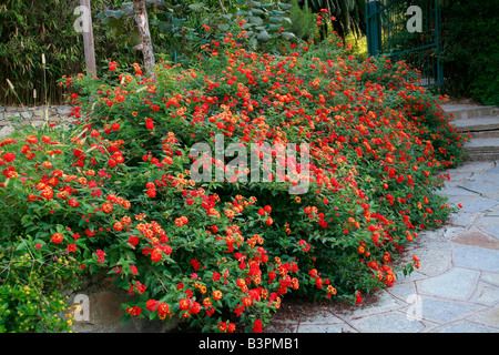 Lantana camara 'Radiation' Stock Photo