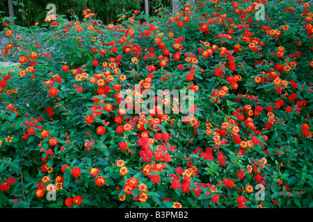 Lantana camara 'Radiation' Stock Photo