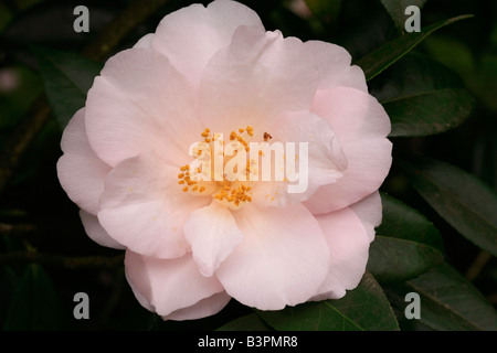 Camellia japonica 'Hagoromo' Stock Photo