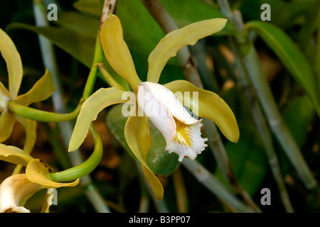 Cattleya forbesii Stock Photo