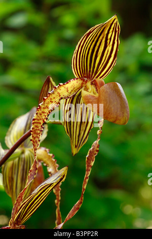Paphiopedilum sanderianum hi-res stock photography and images - Alamy