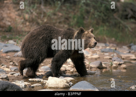 Grizzly Bear (Ursus arctos horribilis), adult, male, by the water, Utah, USA Stock Photo