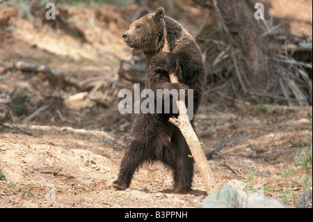 Grizzly Bear (Ursus arctos horribilis), adult, male, by the water, playing, Utah, USA Stock Photo