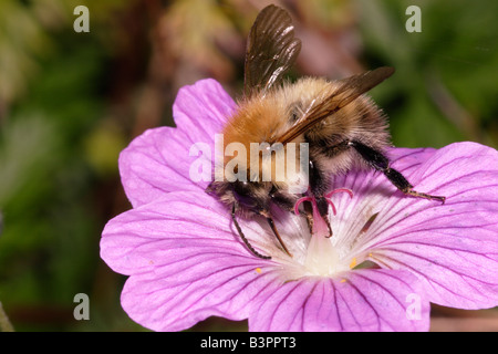 Common carder bumble bee Bombus pascuorum probing a garden geranium with its mouthparts UK Stock Photo