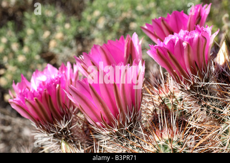 Strawberry Hedgehog Cactus (Echinocereus engelmannii), California, USA, North America Stock Photo