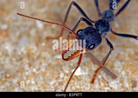 Bulldog ant (genus Myrmecia) or bullant or bull ant, New South Wales, Australia. Stock Photo