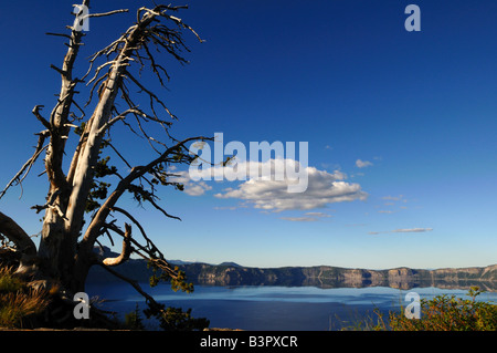 Skeleton of pine tree on the rim of the Crater Lake. The Crater Lake National Park, Oregon, USA. Stock Photo