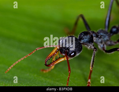 Bulldog ant (genus Myrmecia) or bullant or bull ant, New South Wales, Australia. Stock Photo