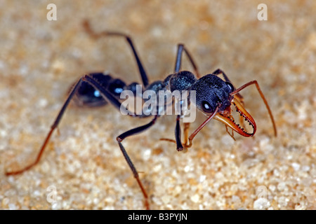 Bulldog ant (genus Myrmecia) or bullant or bull ant, New South Wales, Australia. Stock Photo