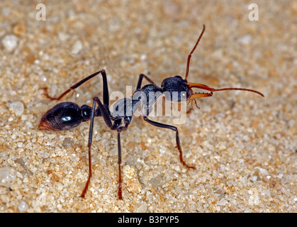 Bulldog ant (genus Myrmecia) or bullant or bull ant, New South Wales, Australia. Stock Photo