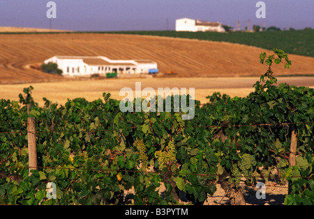 Palomino” grapes used to make “Fino Sherry' Andalusia Spain Stock Photo