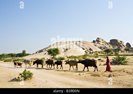 Cow herding in a Thar Desert, Rajasthan, India