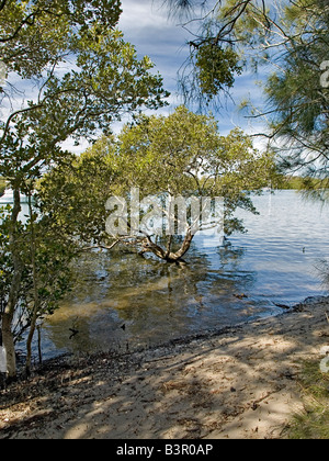 Australia Grey Mangrove (Avicennia marina) tree seeds washed on to ...