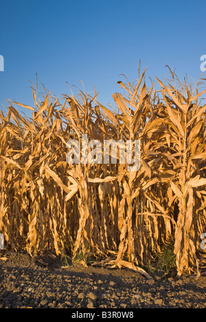 Mature dry corn stalks in field. Stock Photo