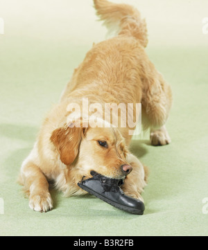 bad habit: golden retriever with shoe / Stock Photo