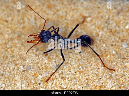 Bulldog ant (genus Myrmecia) or bullant or bull ant, New South Wales, Australia. Stock Photo