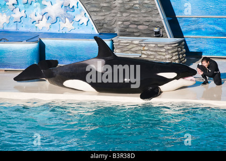 A killer Whale lying clear out of the pool on the side of the aquarium during the show Stock Photo