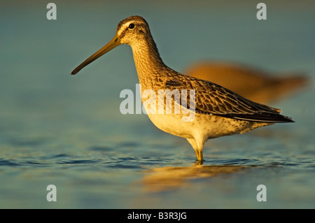 Short-billed dowitcher in late afternoon light Stock Photo