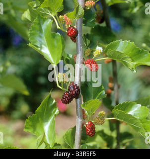 White Mulberry with fruits / Morus alba Pendula Stock Photo