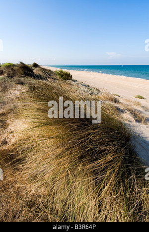 Sand dunes and beach of nature reserve of L Albufera Valencia Spain Stock Photo