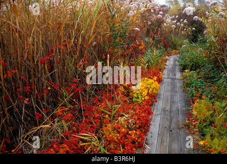 Boardwalk through a flaming autumn salt marsh at Jamaica Bay National Wildlife Refuge Stock Photo