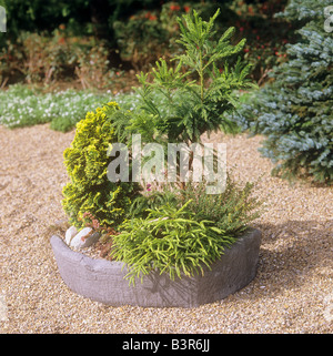different small conifers in bowl Stock Photo